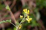 Yellow fumewort